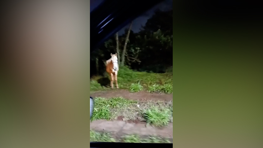 Moradores denunciam situação de maus-tratos contra cavalo no Bairro Morumbi