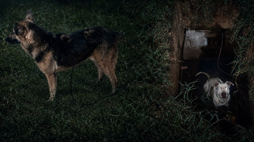 Bombeiros resgatam cachorro de bueiro, mas animais fogem após atendimento em Cascavel