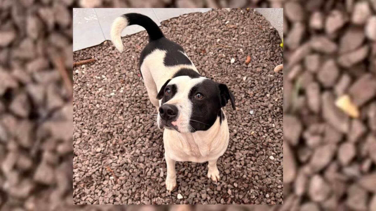 Cachorra é encontrada no bairro Recanto Tropical Cachorra é encontrada no bairro Recanto Tropical