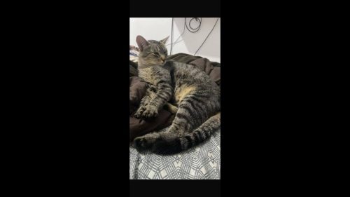 Gato Coutinho desapareceu no bairro Florais do Paraná Imagem referente a Gato Coutinho desapareceu no bairro Florais do Paraná