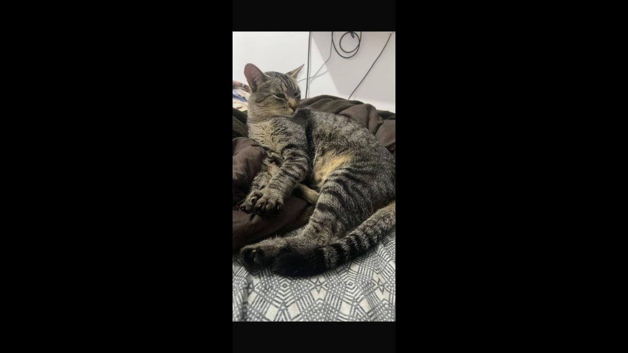 Gato Coutinho desapareceu no bairro Florais do Paraná Gato Coutinho desapareceu no bairro Florais do Paraná