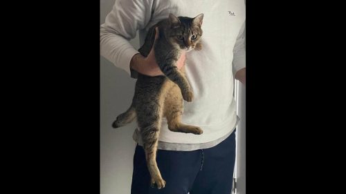 Gata Bryta desapareceu no bairro Esmeralda Imagem referente a Gata Bryta desapareceu no bairro Esmeralda