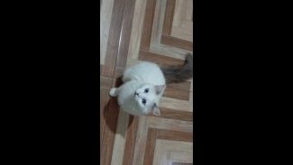 Imagem referente a Gata Melyy desapareceu no bairro Tarumã