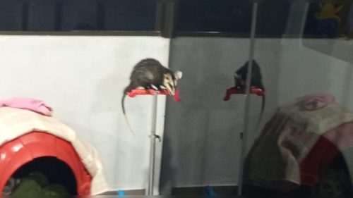 “Radical da Madrugada”: Gambá é flagrado “pilotando” patinete no Nova Cidade Imagem referente a “Radical da Madrugada”: Gambá é flagrado “pilotando” patinete no Nova Cidade