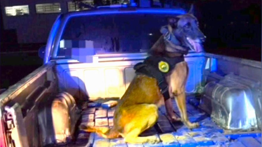 K9 Maximus da PM indica droga oculta em caminhonete abordada pela PRF