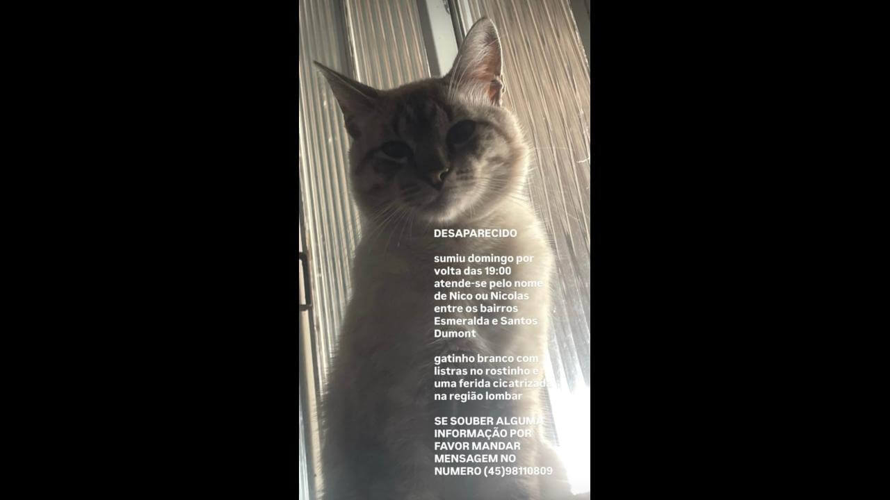 Gato Nicolas ou Nico desapareceu no bairro Esmeralda