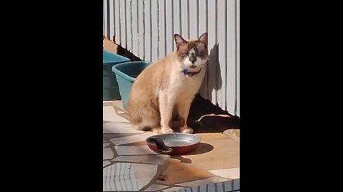 Gato é encontrado no bairro Neva Imagem referente a Gato é encontrado no bairro Neva