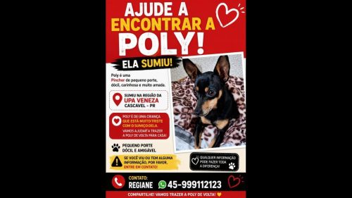 Cachorra Poly desapareceu no bairro Jardim Veneza Imagem referente a Cachorra Poly desapareceu no bairro Jardim Veneza