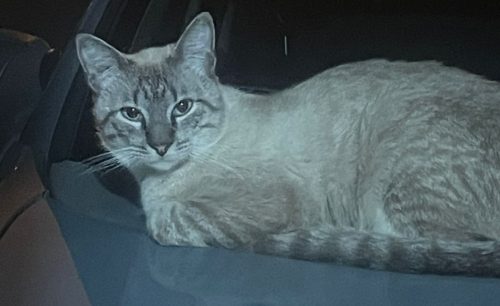 Gato Nico desapareceu de residência no Bairro Esmeralda Imagem referente a Gato Nico desapareceu de residência no Bairro Esmeralda