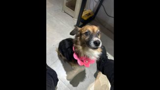 Imagem referente a Cachorra Niki desapareceu no bairro Santa Cruz