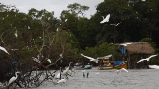 Amazônia Soberana: programa vai combater crimes em áreas de fronteira