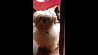 Imagem referente a Cachorro é encontrado no bairro Morumbi