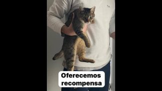 Imagem referente a Gata Bryta desapareceu no bairro Esmeralda