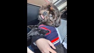 Imagem referente a Cachorro é encontrado no bairro Maria Luiza