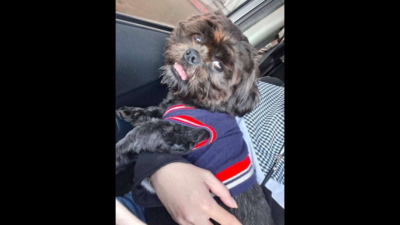 Cachorro é encontrado no bairro Maria Luiza