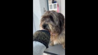 Imagem referente a Cachorro desapareceu no bairro Região do Lago