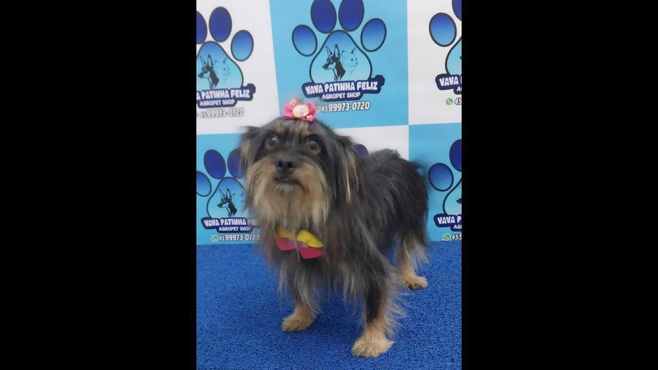 Cachorra Saci desapareceu no bairro Florais do Paraná