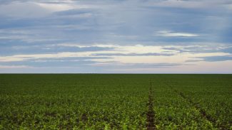 Fazenda estuda Fundo Garantidor para dívidas rurais Fazenda estuda Fundo Garantidor para dívidas rurais