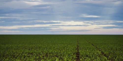 Fazenda estuda Fundo Garantidor para dívidas rurais Imagem referente a Fazenda estuda Fundo Garantidor para dívidas rurais