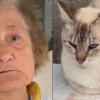 Imagem referente a “Se não tiram os gatos, saio eu”: idosa de 82 anos pede socorro após 15 animais serem abandonados em terreno