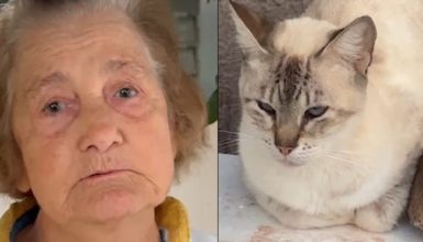 “Se não tiram os gatos, saio eu”: idosa de 82 anos pede socorro após 15 animais serem abandonados em terreno Imagem referente a “Se não tiram os gatos, saio eu”: idosa de 82 anos pede socorro após 15 animais serem abandonados em terreno