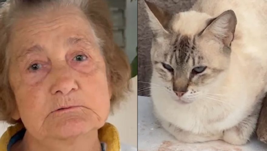 “Se não tiram os gatos, saio eu”: idosa de 82 anos pede socorro após 15 animais serem abandonados em terreno
