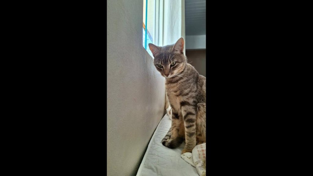 Gato Luca desapareceu no bairro Esmeralda