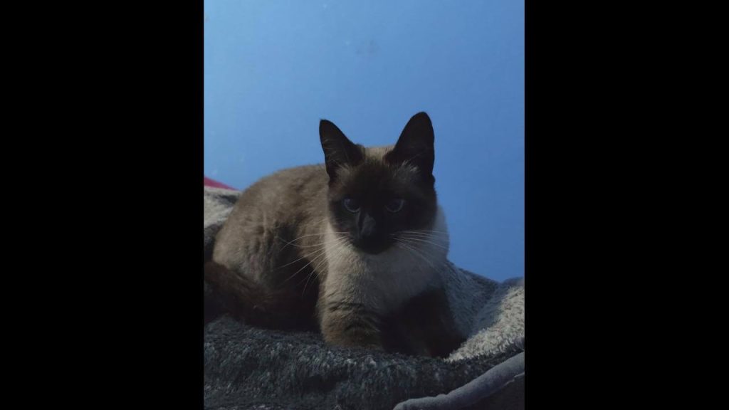 Gata Mimi desapareceu no bairro Pacaembu
