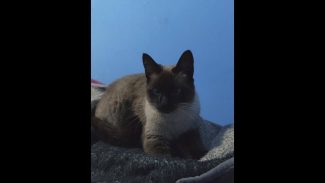 Imagem referente a Gata Mimi desapareceu no bairro Pacaembu