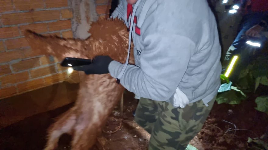 Corpo de Bombeiros salva cachorro preso em buraco no Bairro Morumbi 