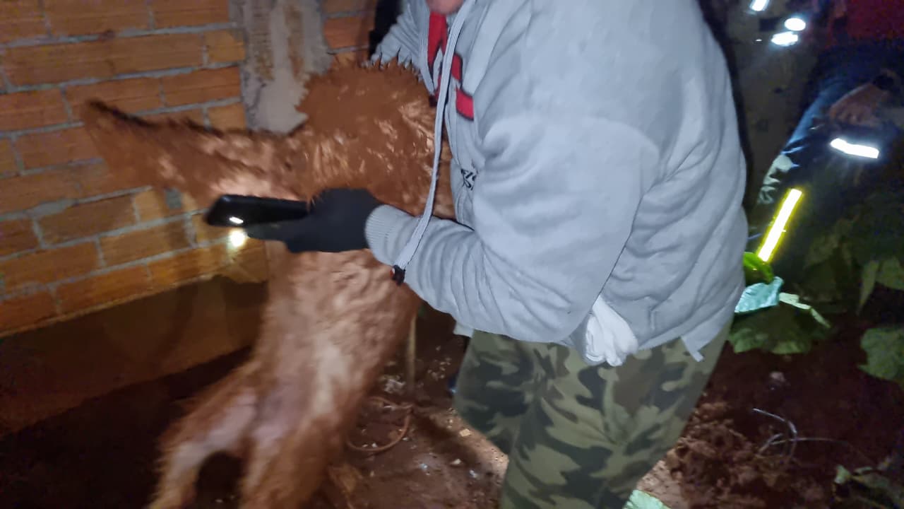 Corpo de Bombeiros salva cachorro preso em buraco no Bairro Morumbi 