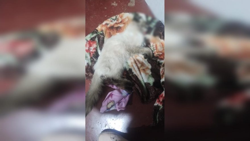 Gatinho morre após ser envenenado no Bairro Pioneiros Catarinenses