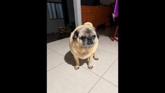 Imagem referente a Cachorro é encontrado no bairro Santa Felicidade