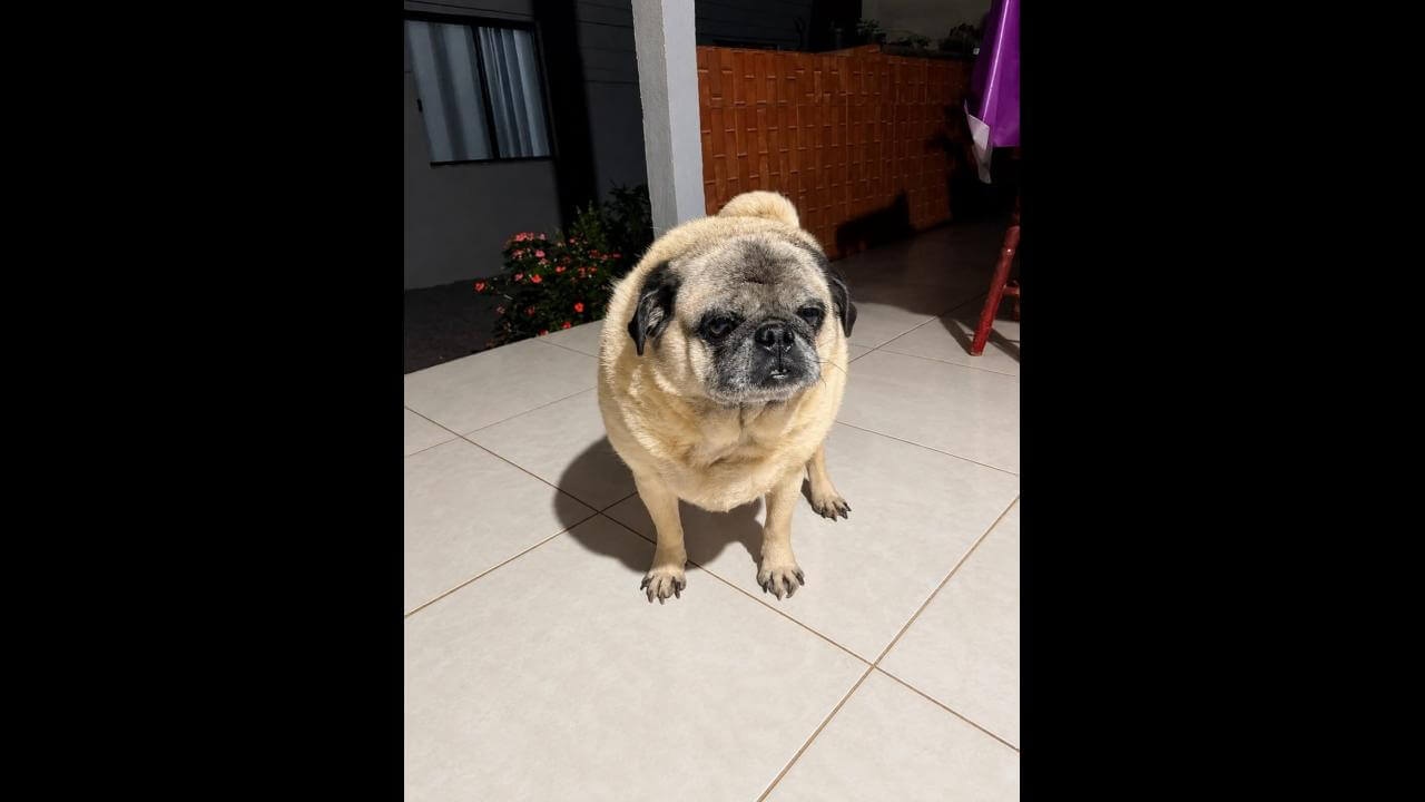 Cachorro é encontrado no bairro Santa Felicidade