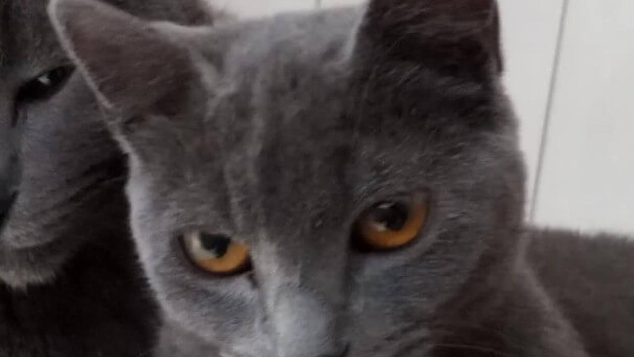 Gata Furiosa desapareceu no bairro São Cristóvão