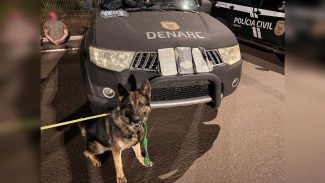Scooby entra em ação: três quilos de cocaína escondidos em carro causam prejuízo milionário ao tráfico