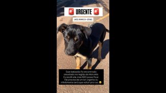 Imagem referente a Cachorro é encontrado no bairro Morumbi