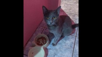 Imagem referente a Gato Mimo desapareceu no bairro Neva