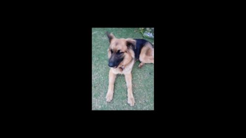 Cachorro Thor desapareceu no bairro Brasília Imagem referente a Cachorro Thor desapareceu no bairro Brasília
