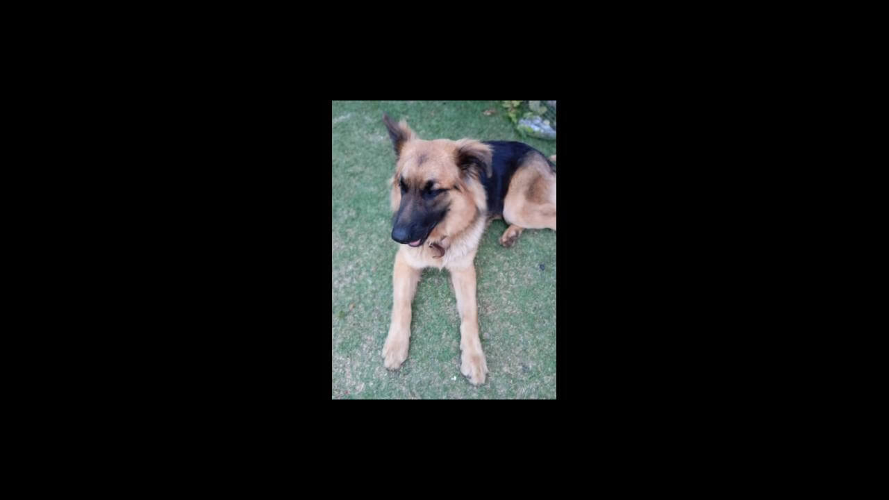 Cachorro Thor desapareceu no bairro Brasília
