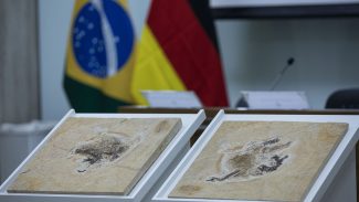 Brasil quer recuperar dinossauros e patrimônios que estão em 14 países