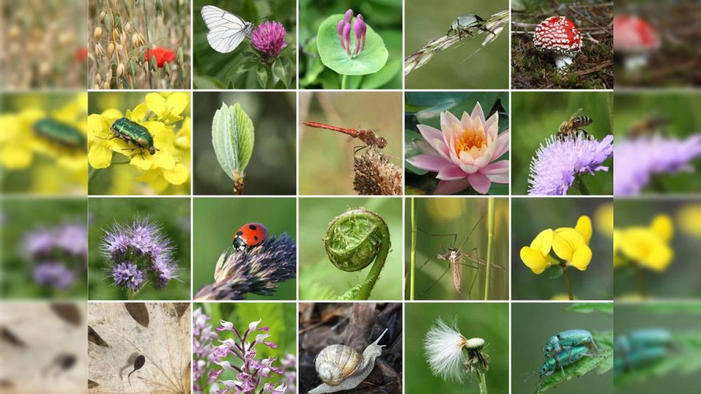Brasil abriga uma das maiores biodiversidades do planeta e enfrenta desafios ambientais