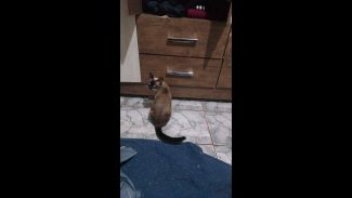 Imagem referente a Gata Nena desapareceu no bairro Cascavel Velho