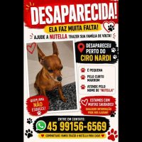 Imagem referente a Cachorra Nutella desapareceu no bairro Maria Luiza