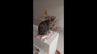 Imagem referente a Gata Zara . Oferece gratificação pra quem achar desapareceu no bairro Tropical III
