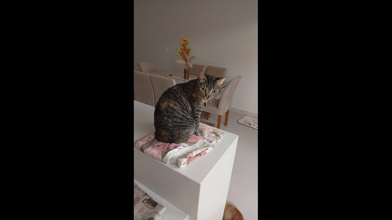 Gata Zara . Oferece gratificação pra quem achar desapareceu no bairro Tropical III