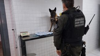 Adolescente de 16 anos é apreendida com haxixe em operação do K9 Becky, da PCPR