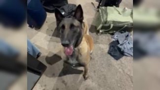 Faro certeiro: veja o momento em que K9 Becky identifica mala com droga e leva policiais até haxixe em ônibus
