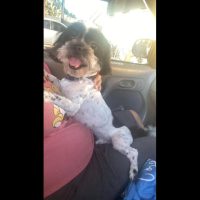 Imagem referente a Cachorro Théo desapareceu no bairro Interlagos