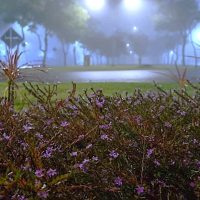 Imagem referente a Sábado amanhece com tempo fechado e forte neblina em Cascavel